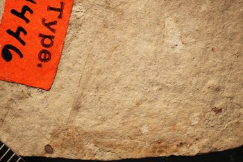 Media type: image;   Entomology PALE-1446